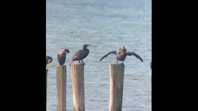Great Cormorant (North Atlantic) - ML646604296