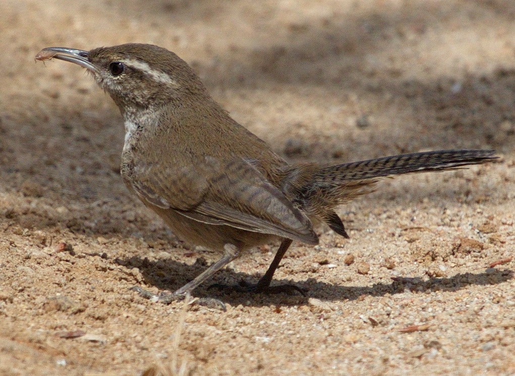 Troglodyte de Bewick - ML646604299