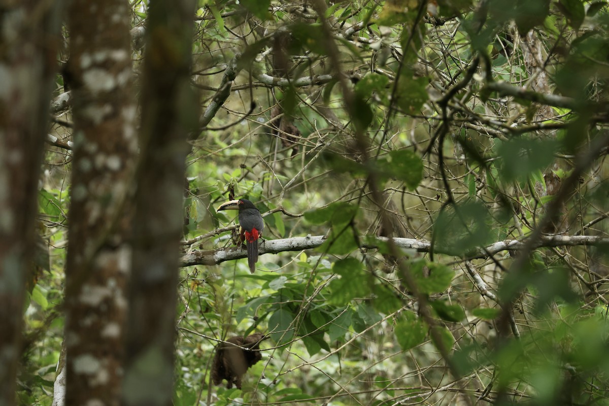 Pale-mandibled Aracari - ML646604302