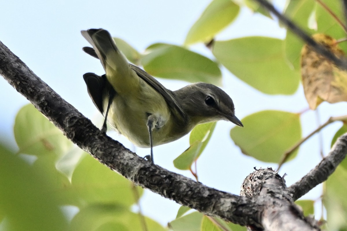 Philadelphia Vireo - ML646604305