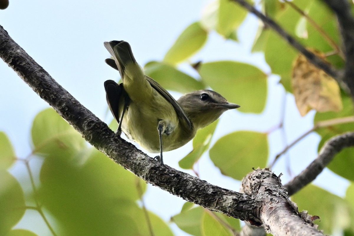 Philadelphia Vireo - ML646604306
