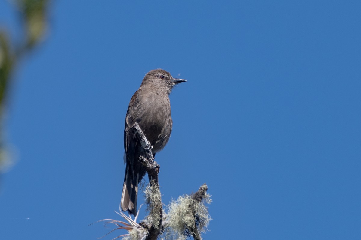 Кіптявник іржастий - ML646604307