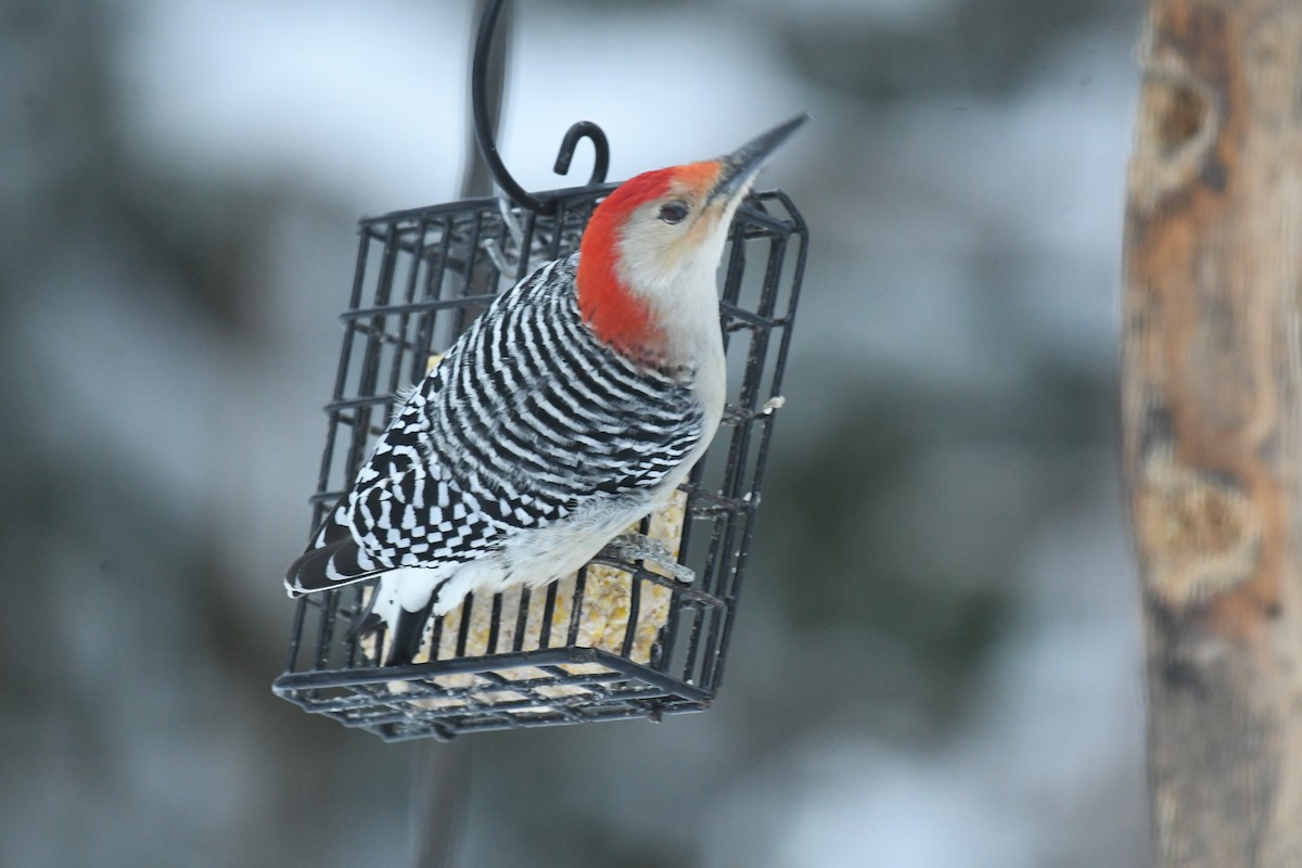 Red-bellied Woodpecker - ML646604308