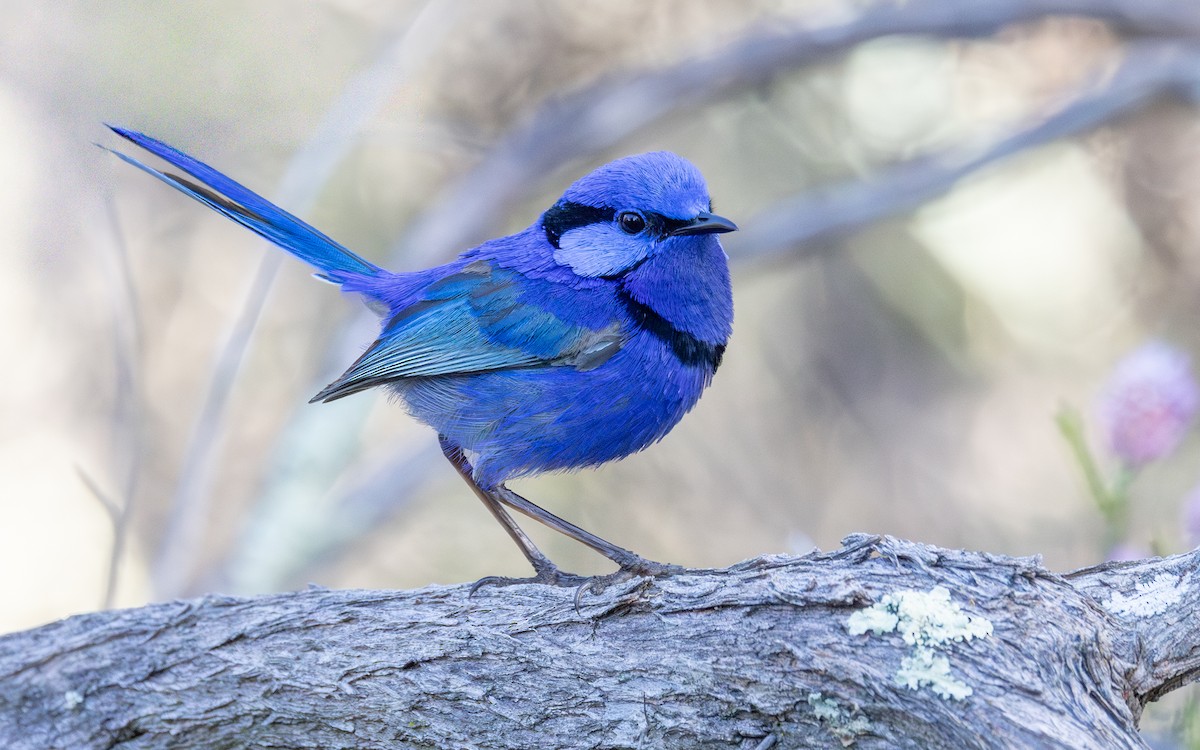 Splendid Fairywren - ML646604310