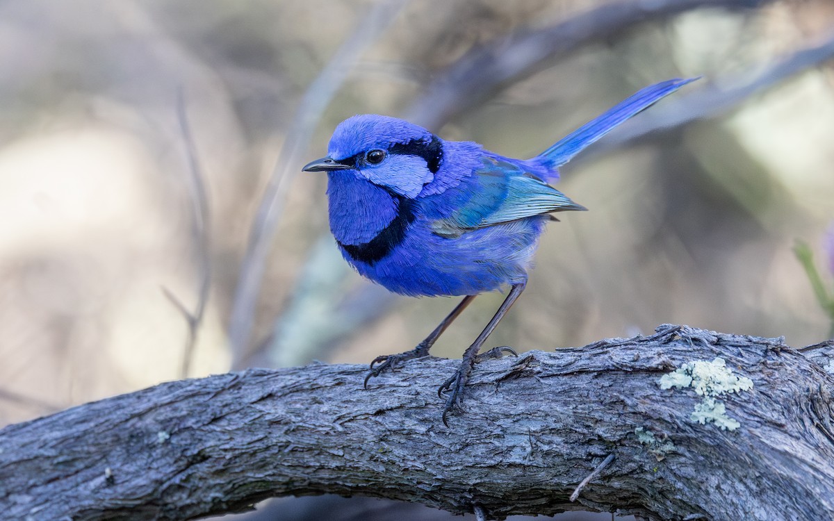 Splendid Fairywren - ML646604311