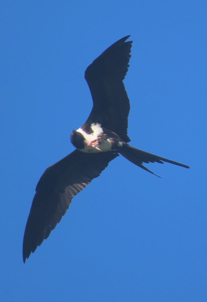 Frégate d'Andrews - ML646604312