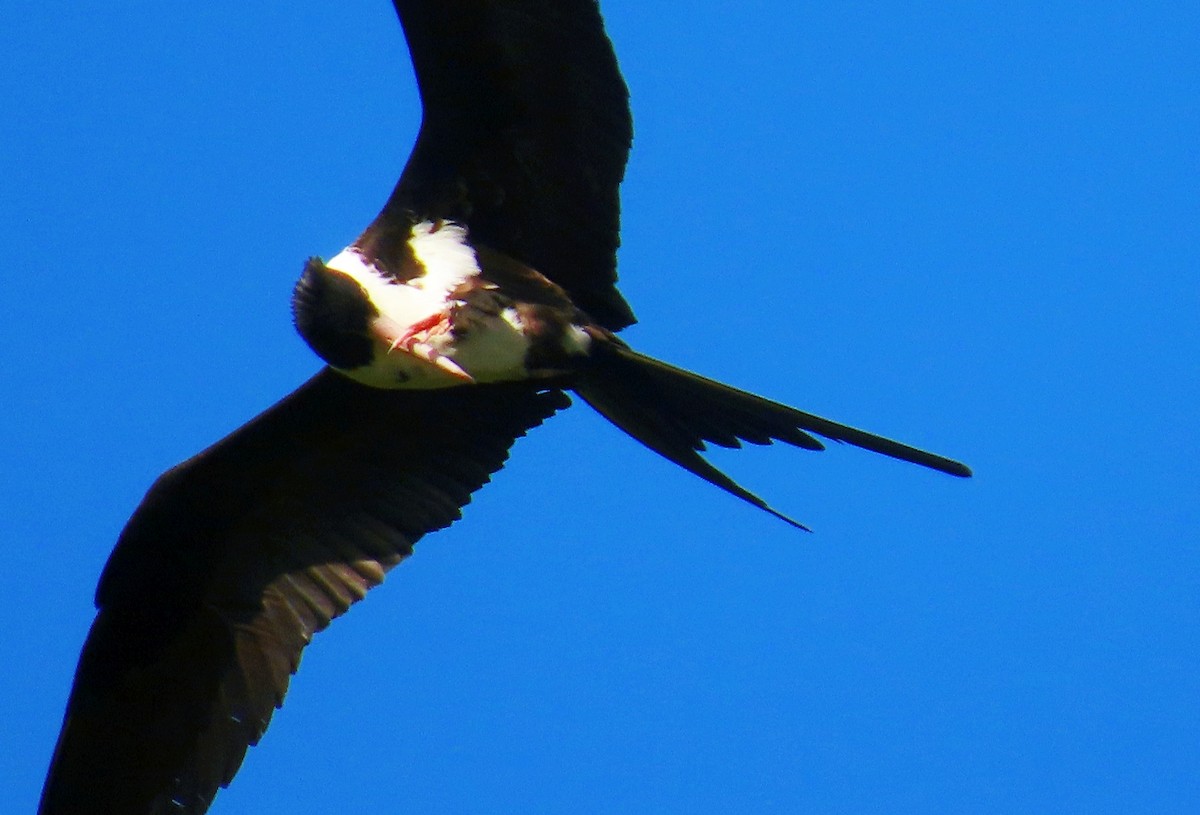 Frégate d'Andrews - ML646604316