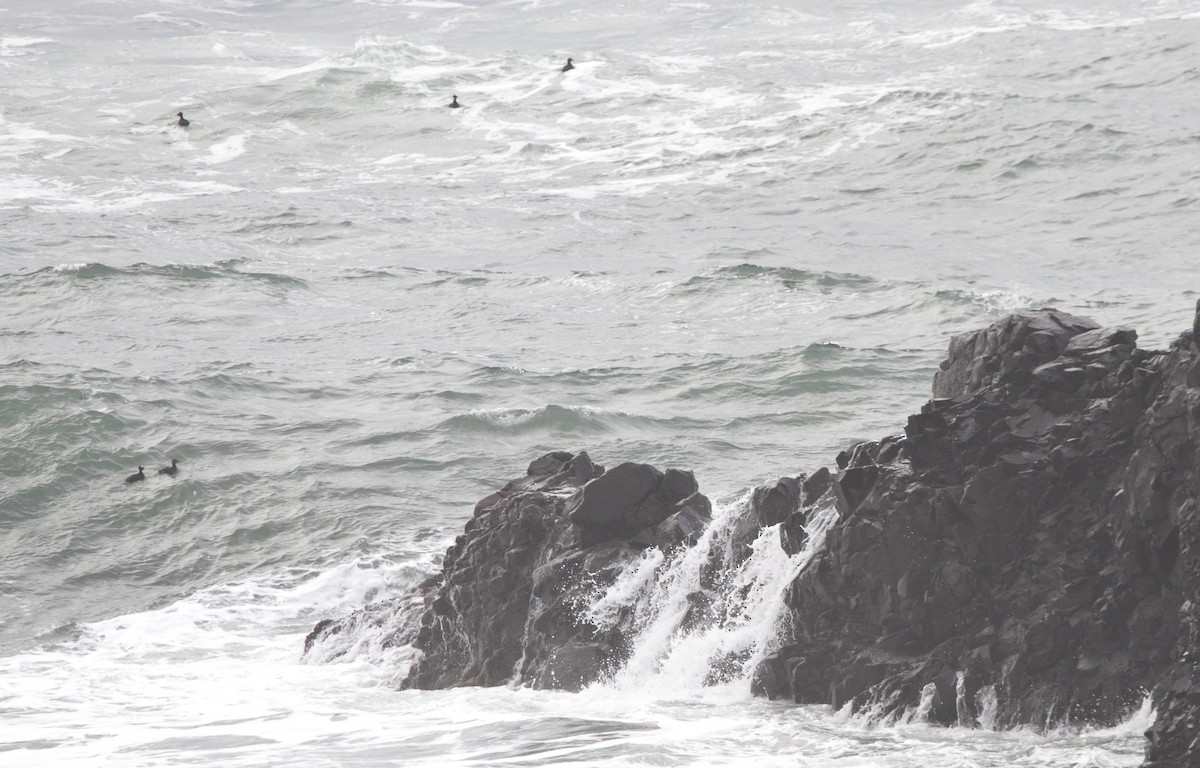 Surf Scoter - ML646604330