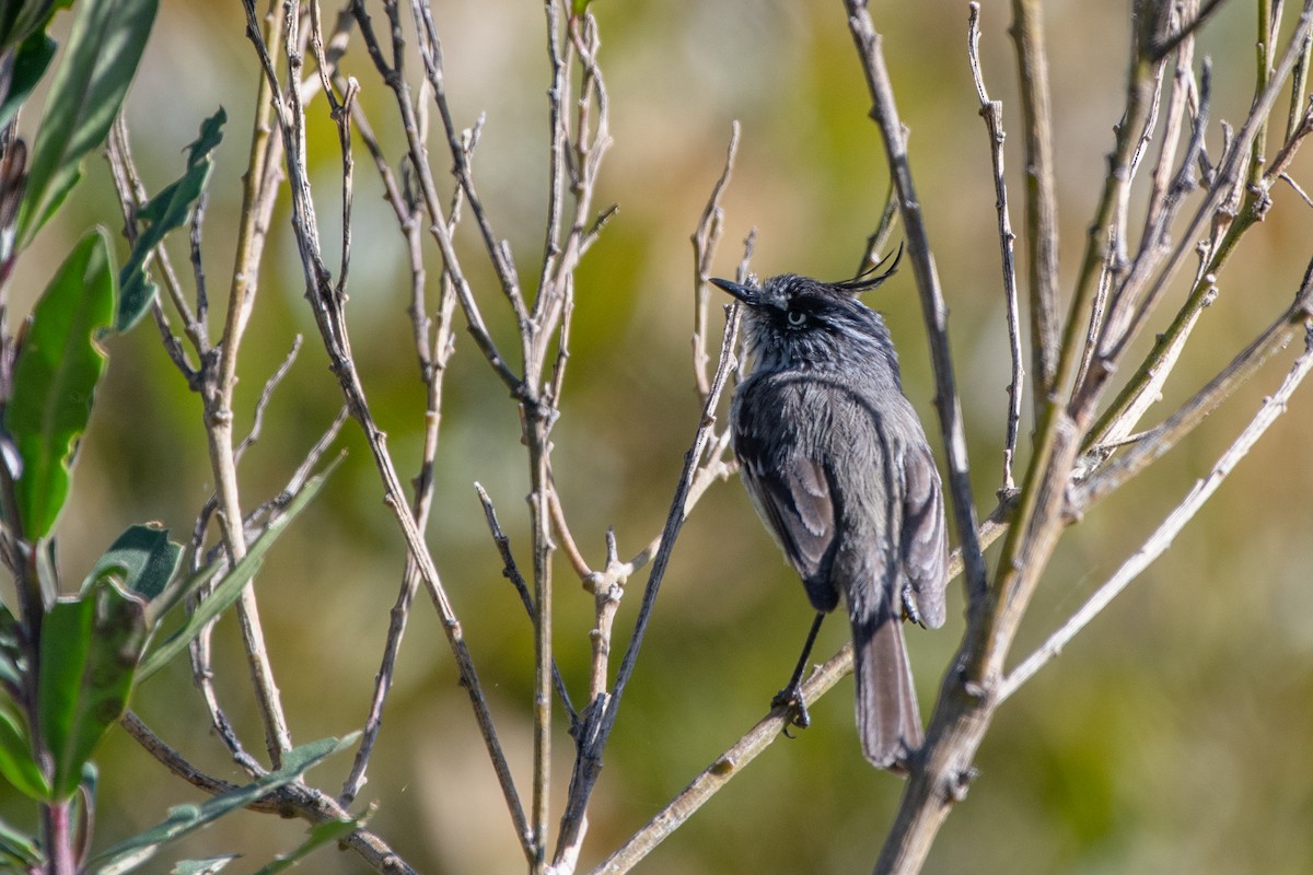 Торілон жовтоокий - ML646604331