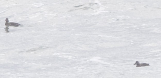 Surf Scoter - ML646604335