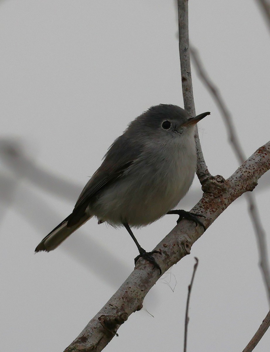 Blue-gray Gnatcatcher - ML646604336