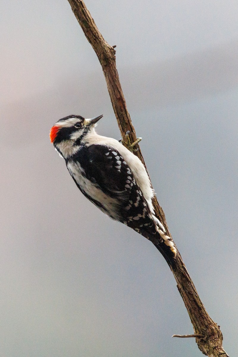 strakapoud osikový - ML646604337