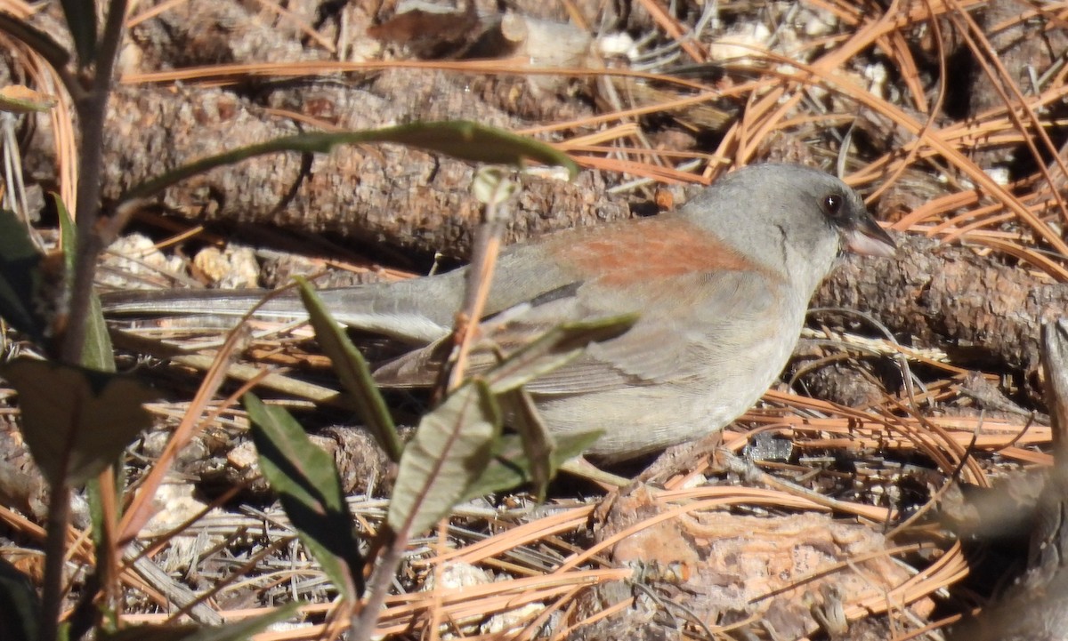 Junco Ojioscuro (Dorsirrojo) - ML646604339