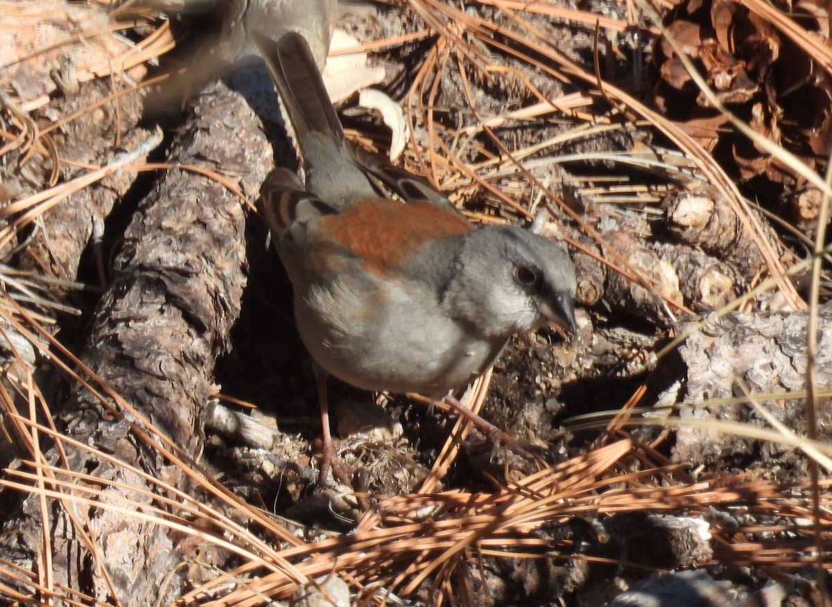 Junco Ojioscuro (Dorsirrojo) - ML646604340
