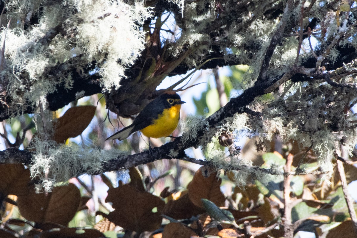 Чернітка перуанська - ML646604341
