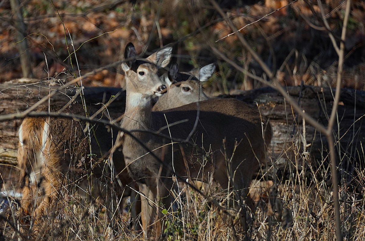 White-tailed Deer - ML646604342