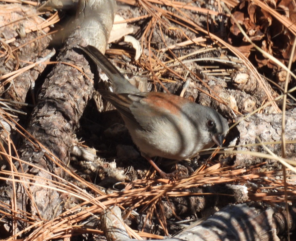 Junco Ojioscuro (Dorsirrojo) - ML646604343