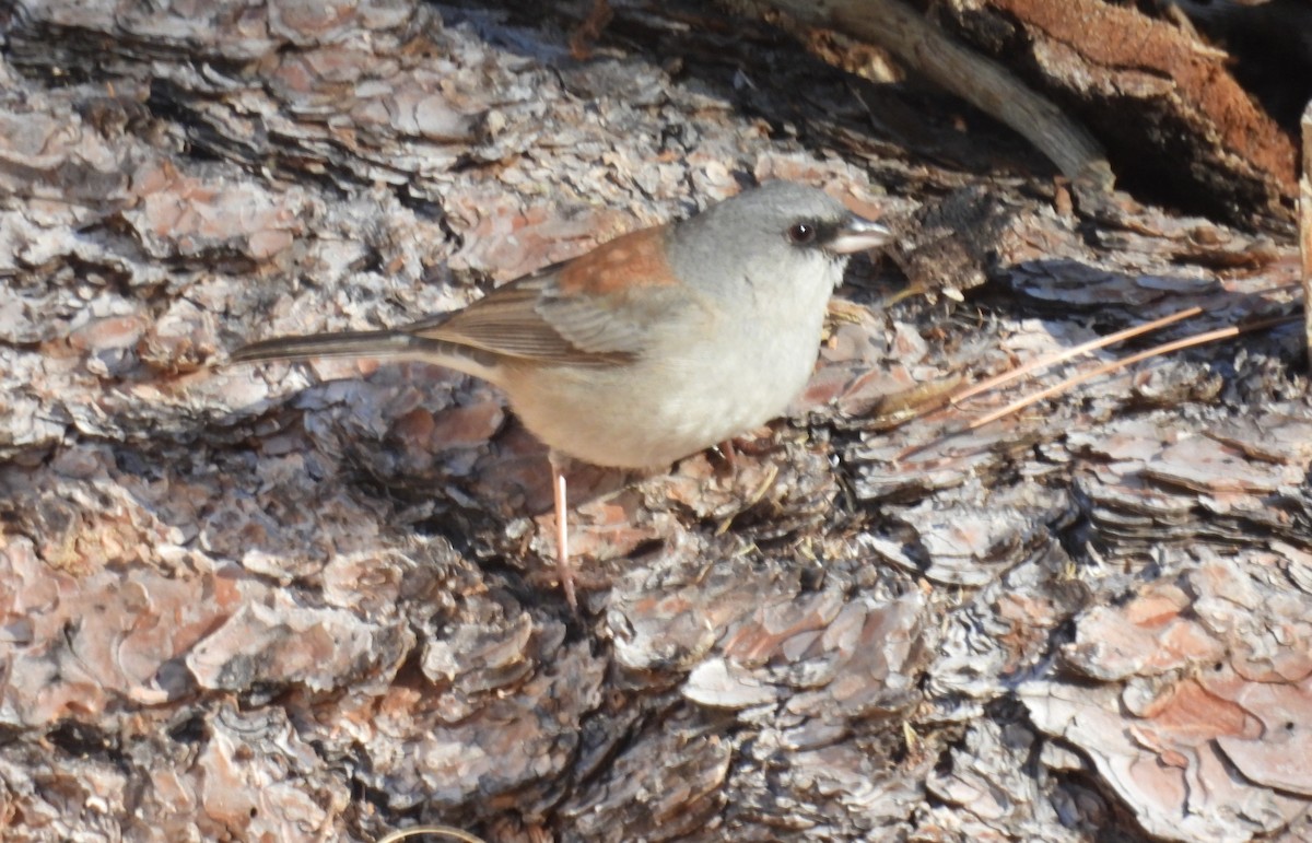 Junco Ojioscuro (Dorsirrojo) - ML646604344