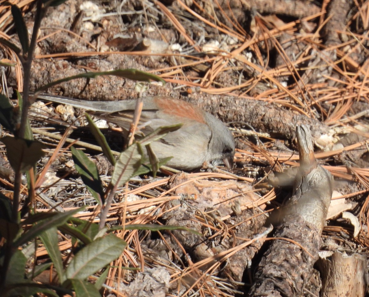 Junco Ojioscuro (Dorsirrojo) - ML646604345