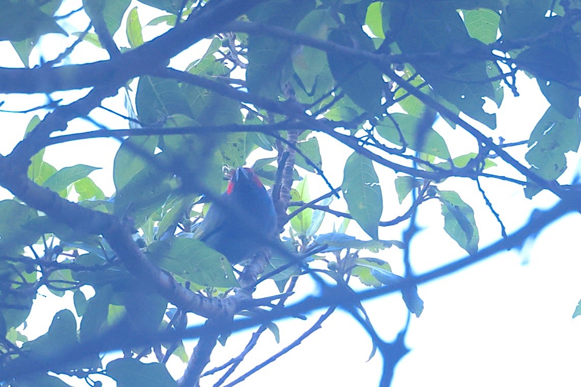 Diamante Verdiazul - ML646604346