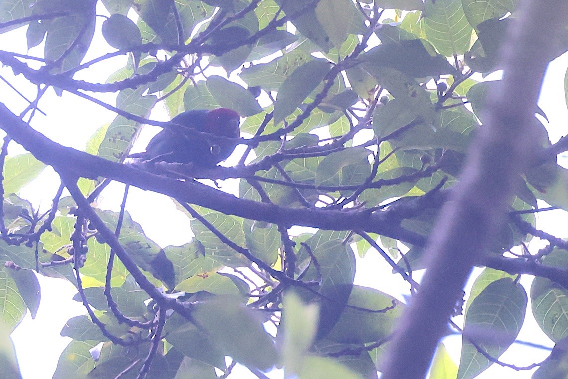 Diamante Verdiazul - ML646604347