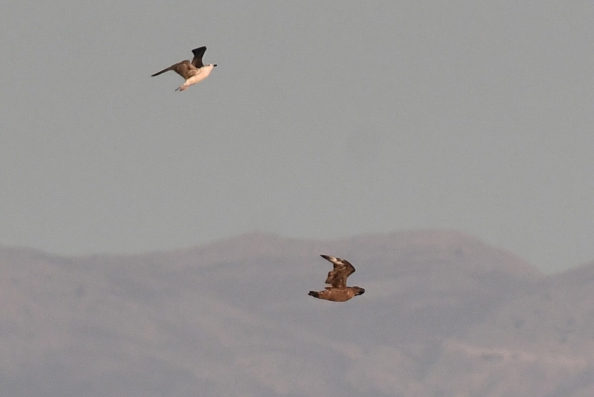 Great Skua - ML646604350