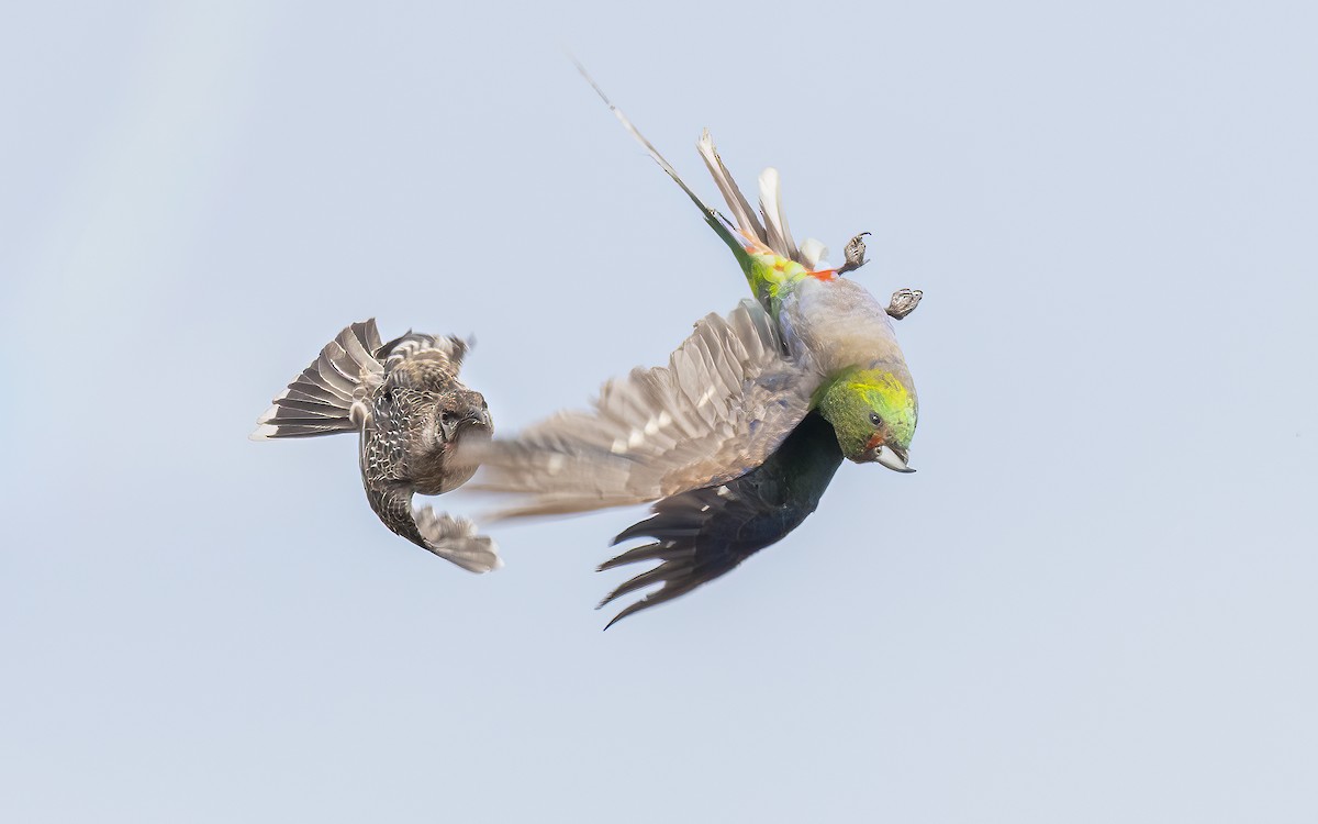 Red-capped Parrot - ML646604351