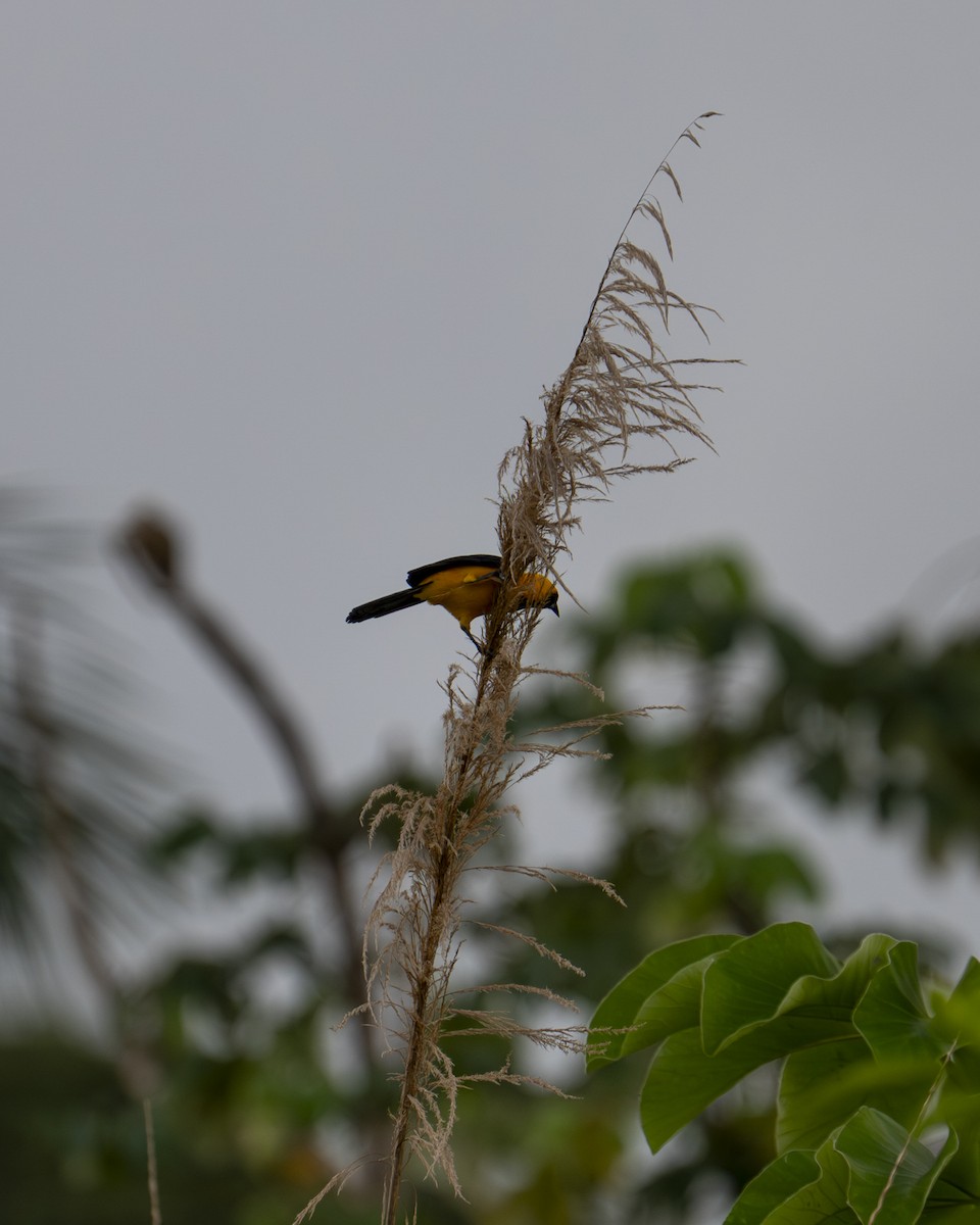 Oriole noir et or - ML646604352