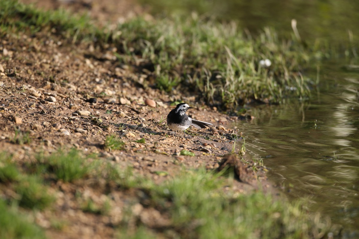 konipas bílý (ssp. yarrellii) - ML646604356
