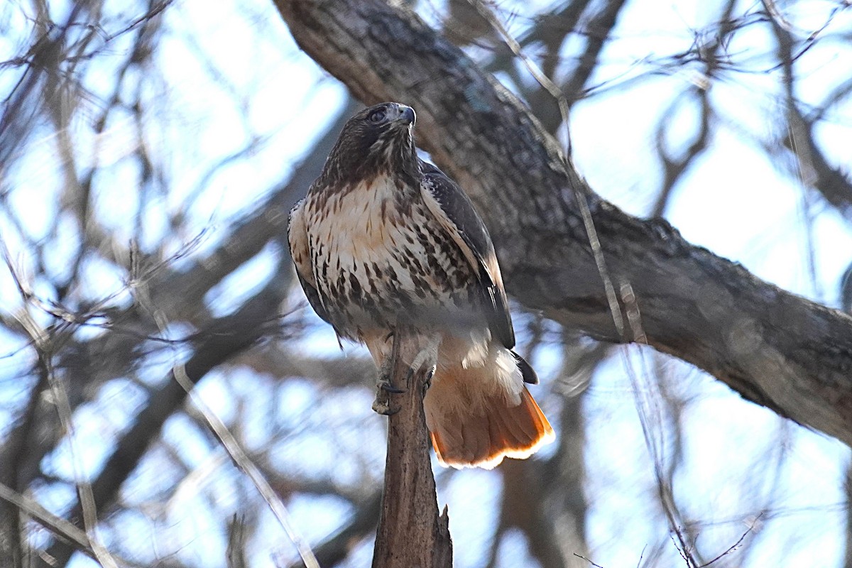 Red-tailed Hawk - ML646604357