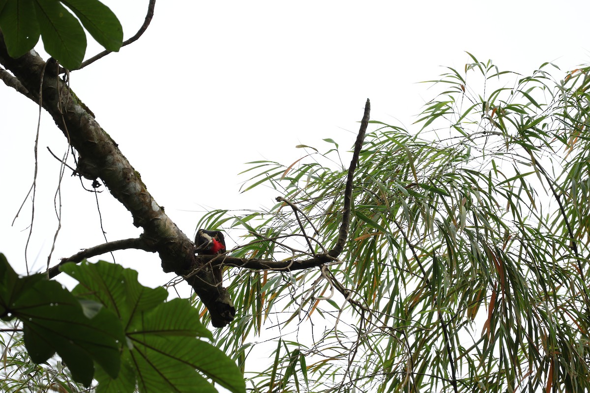 Lineated Woodpecker - ML646604358