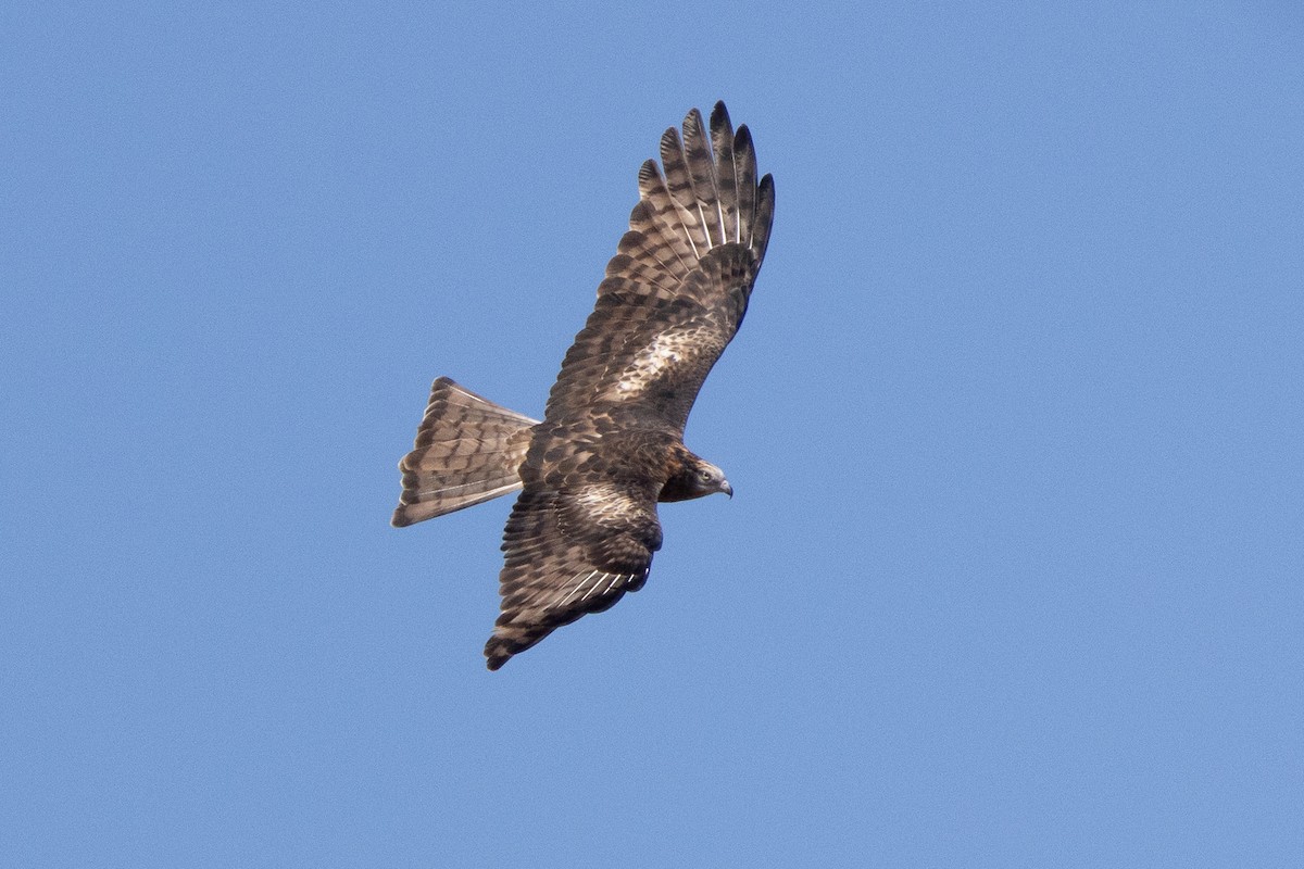 Чубатый коршун - ML646604361