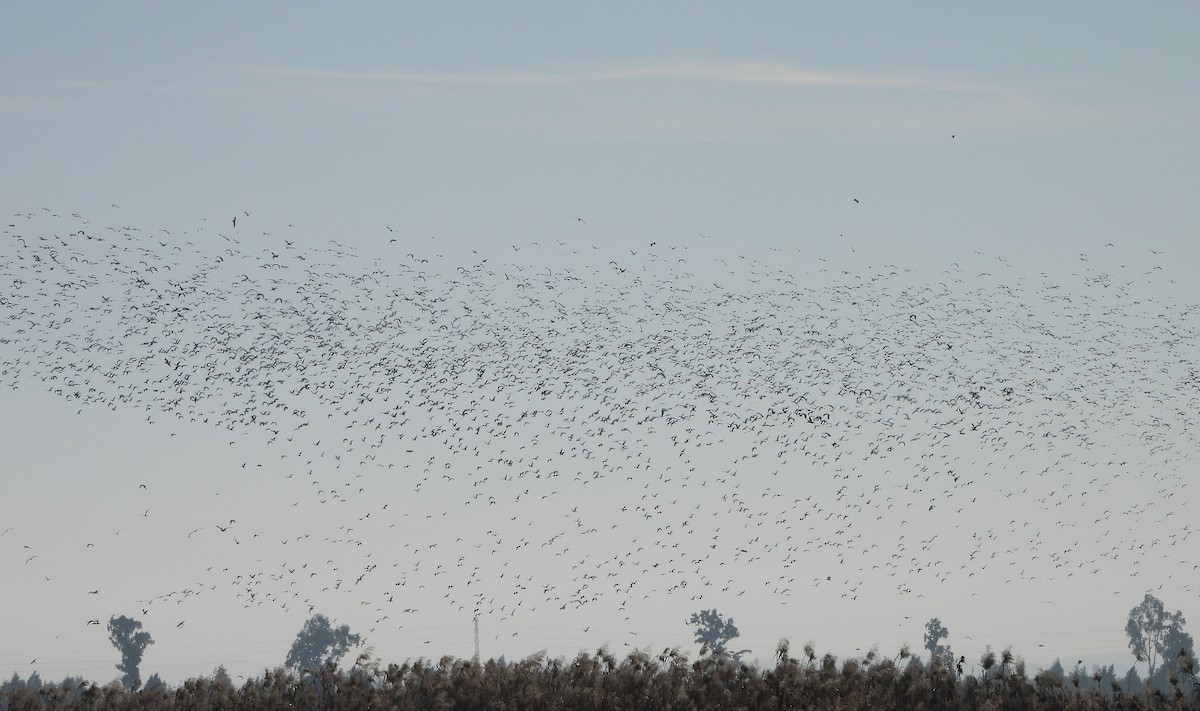 Glossy Ibis - ML646604366