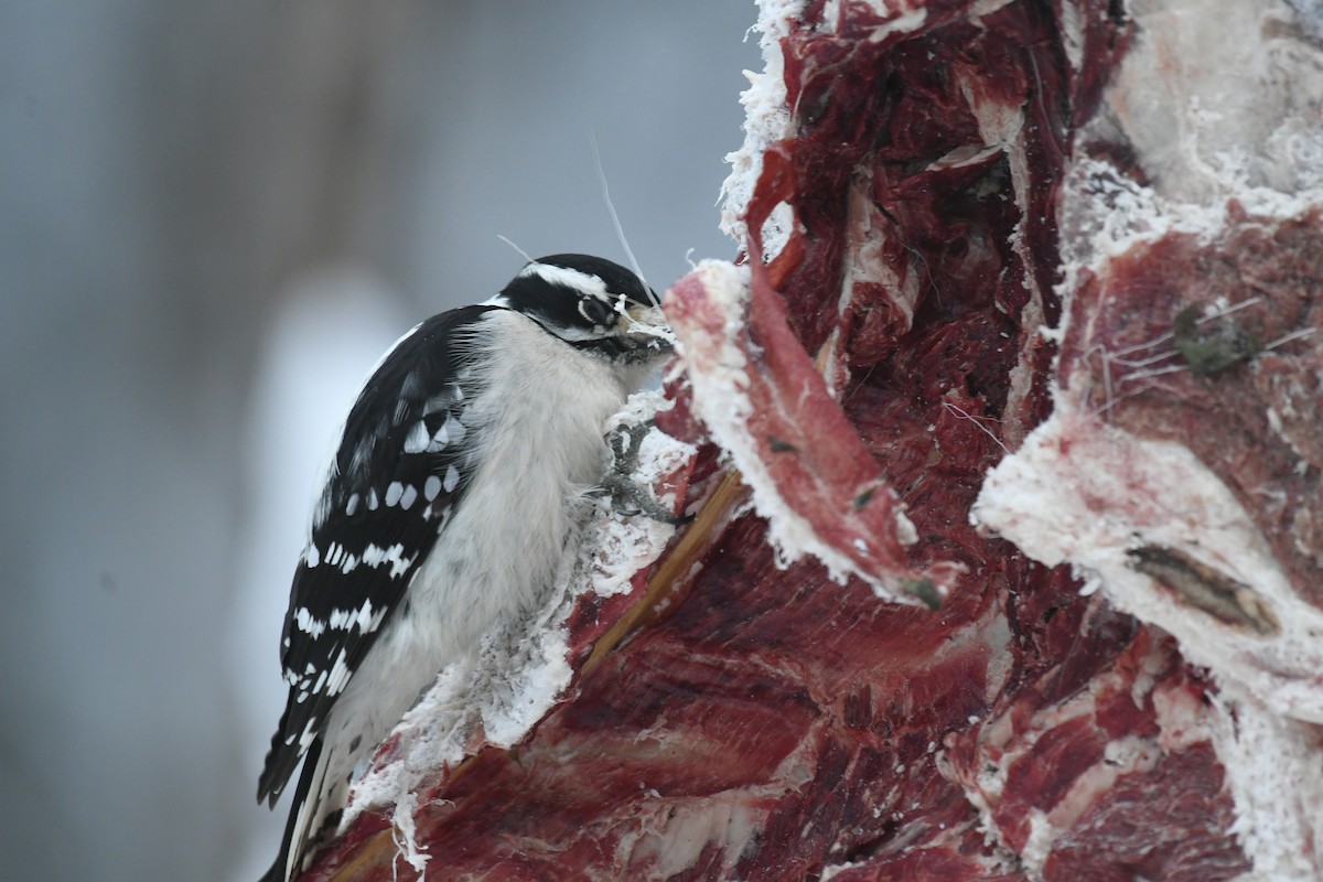 Downy Woodpecker - ML646604368