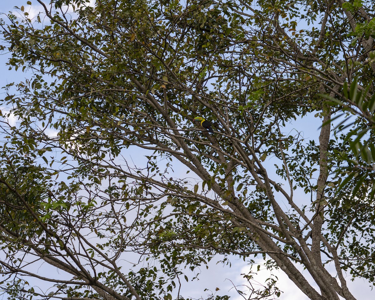 tukan středoamerický - ML646604372