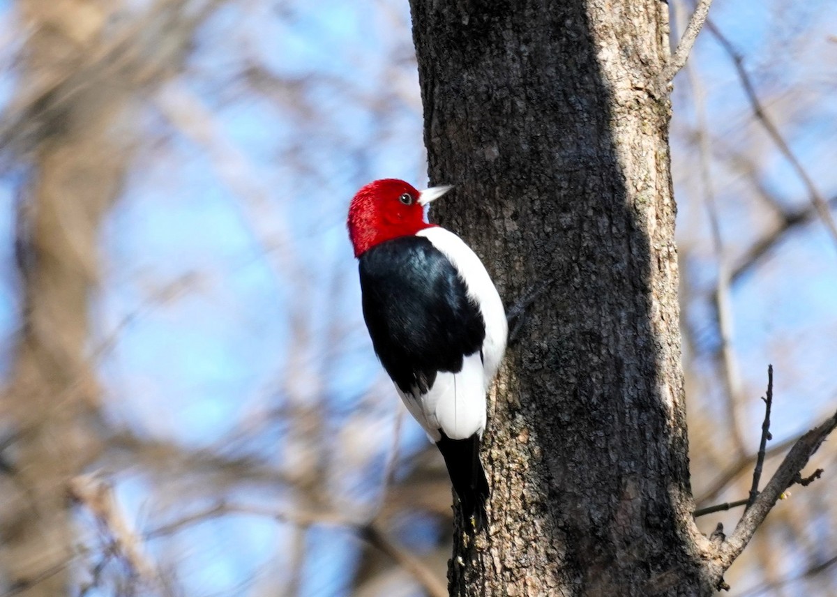 Red-headed Woodpecker - ML646604373
