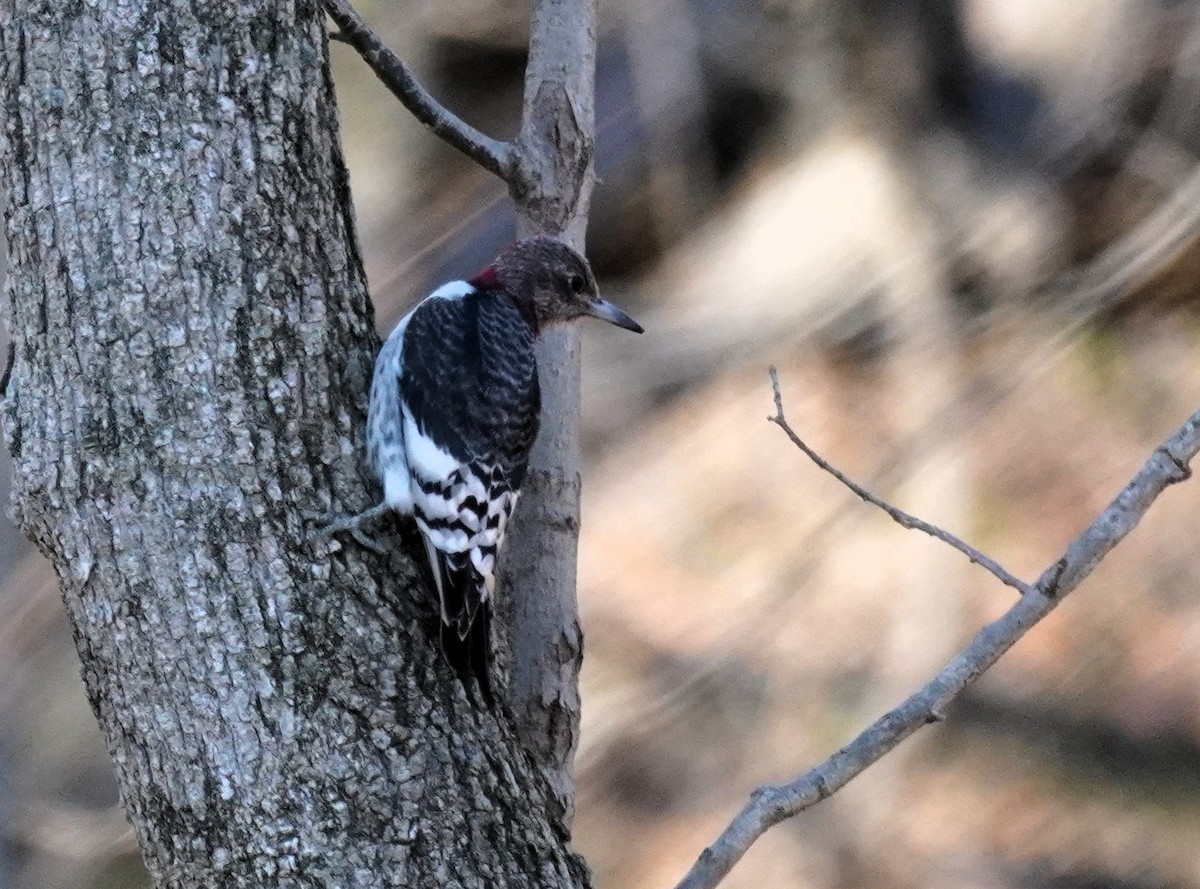 Red-headed Woodpecker - ML646604374