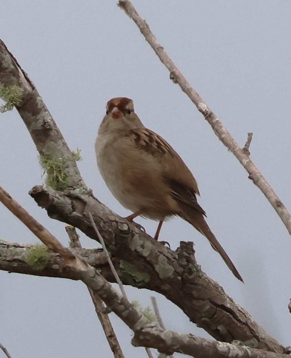 White-crowned Sparrow - ML646604377