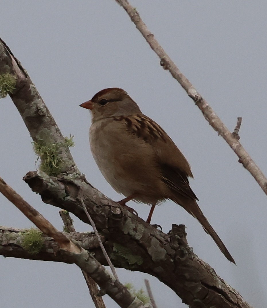 White-crowned Sparrow - ML646604378