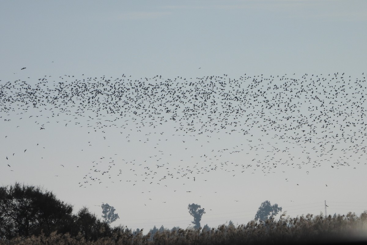 Glossy Ibis - ML646604382