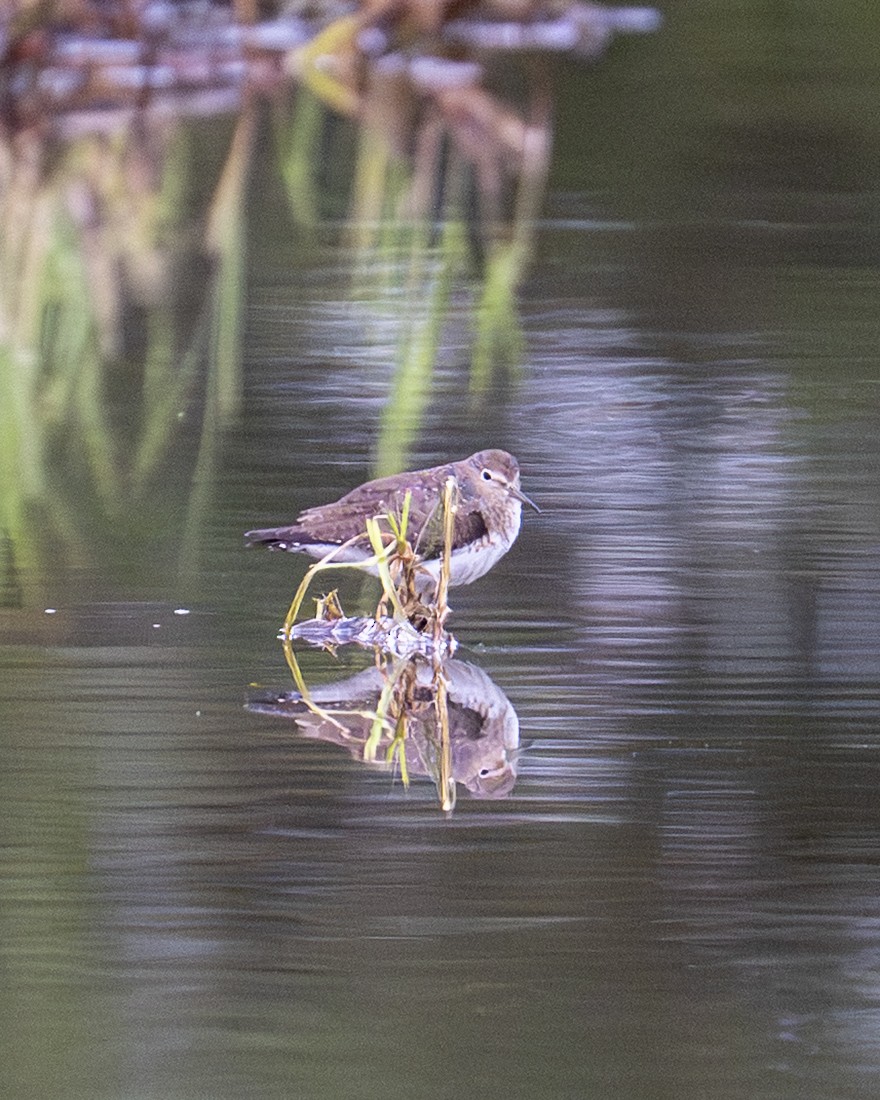 Chevalier solitaire - ML646604383