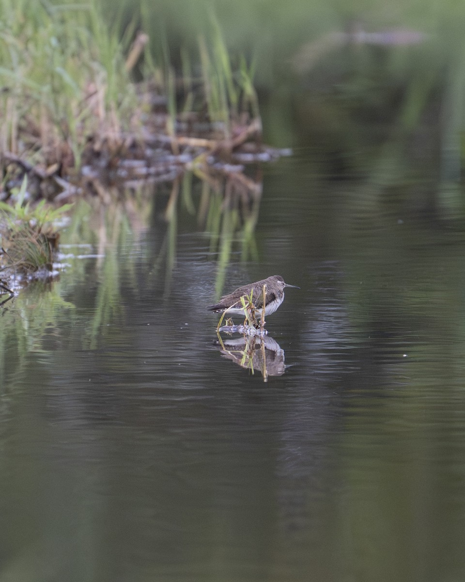 Chevalier solitaire - ML646604384