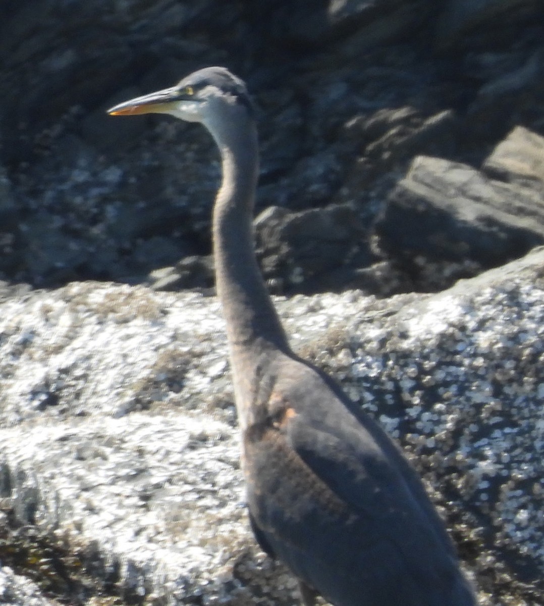 Great Blue Heron - ML646604397
