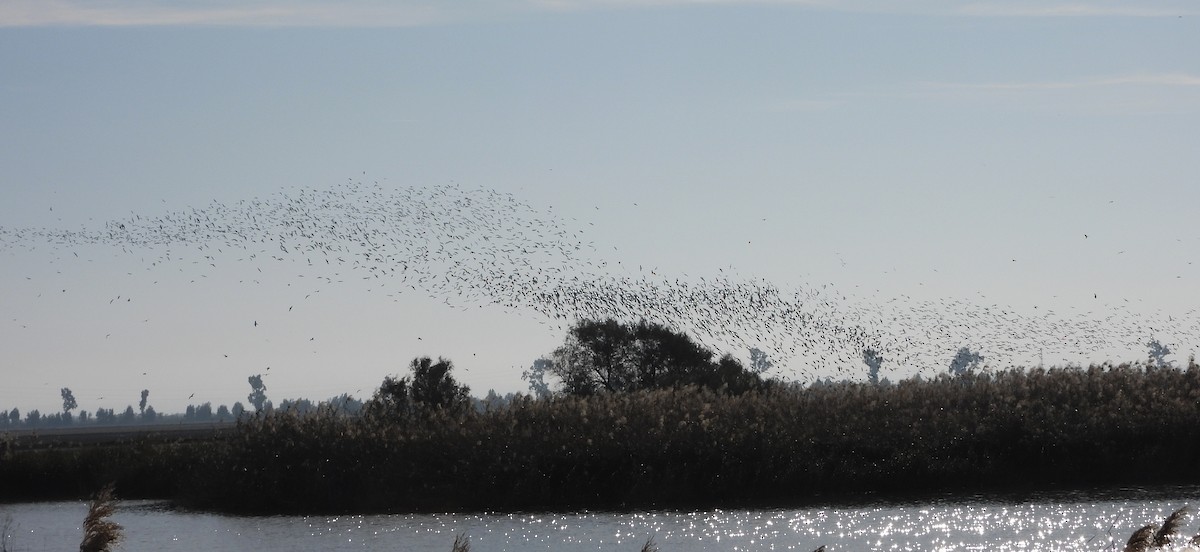 Glossy Ibis - ML646604398
