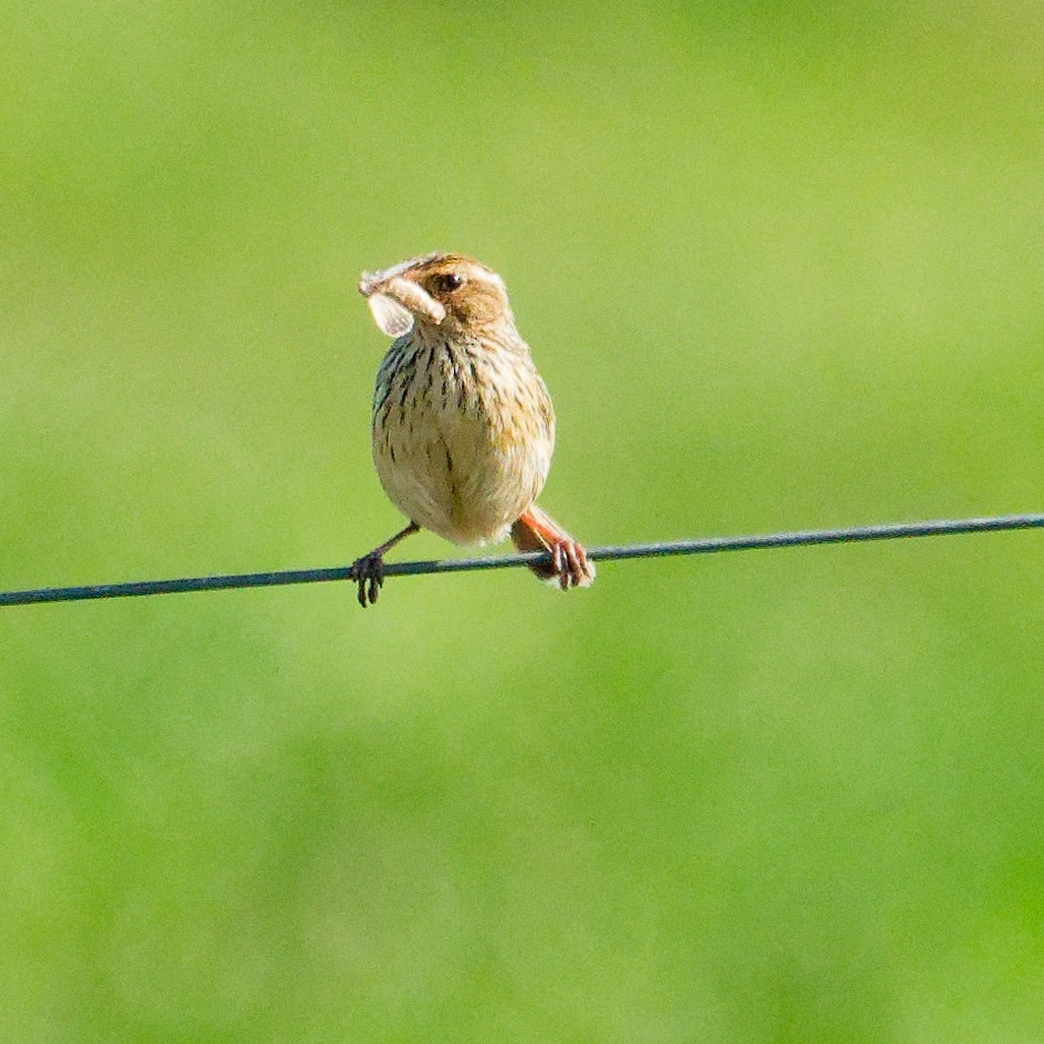 Striated Fieldwren - ML646604399