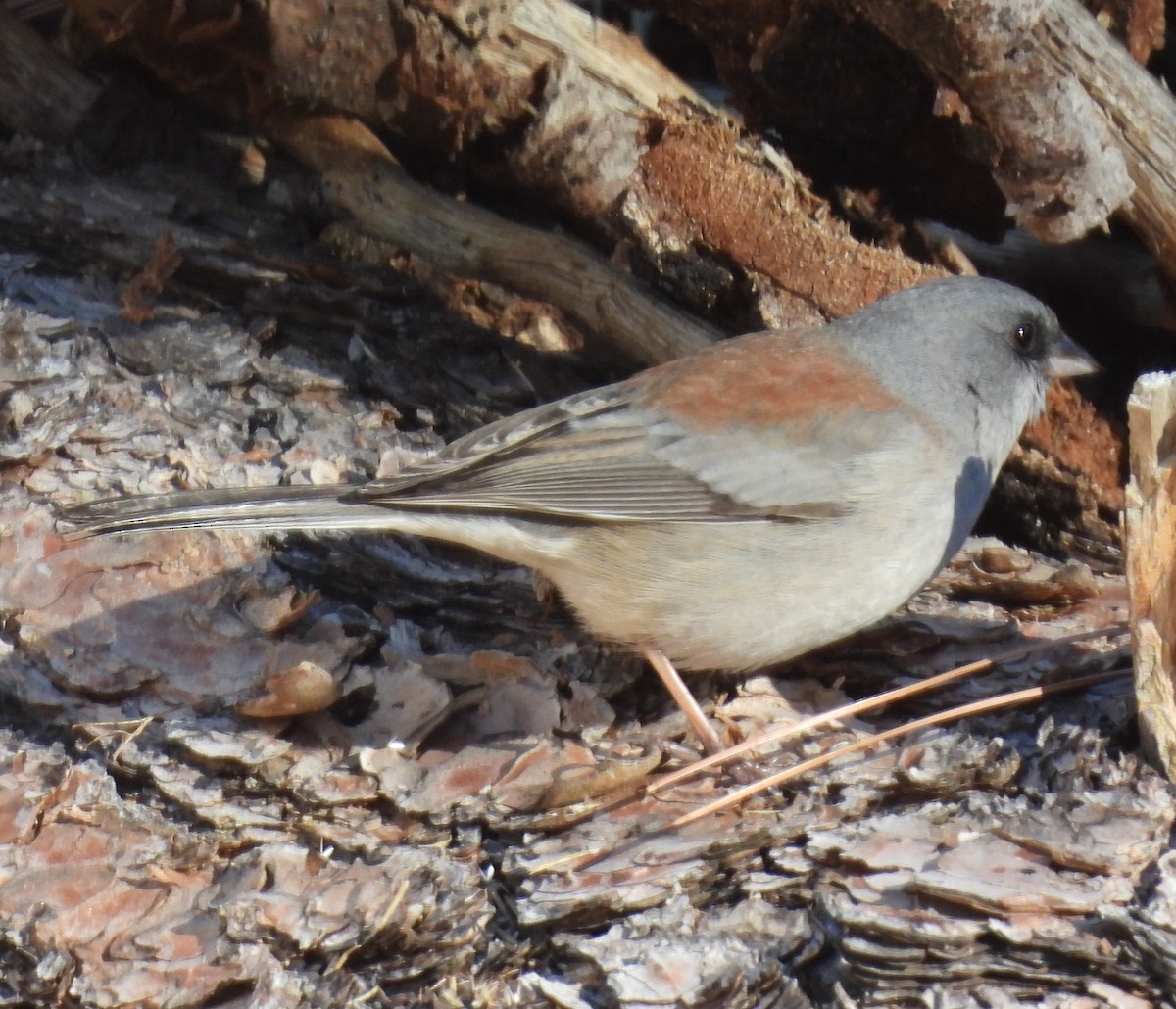 Junco Ojioscuro (Dorsirrojo) - ML646604402