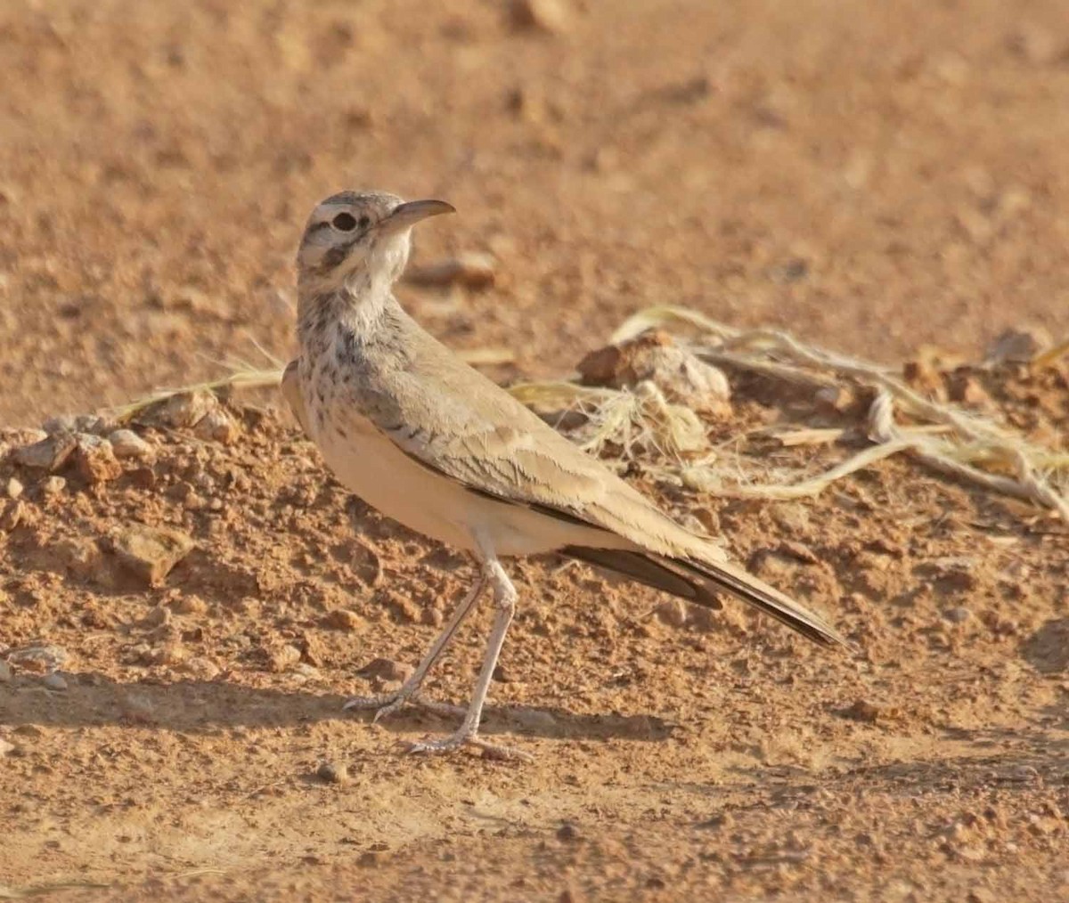 Greater Hoopoe-Lark - ML646604403