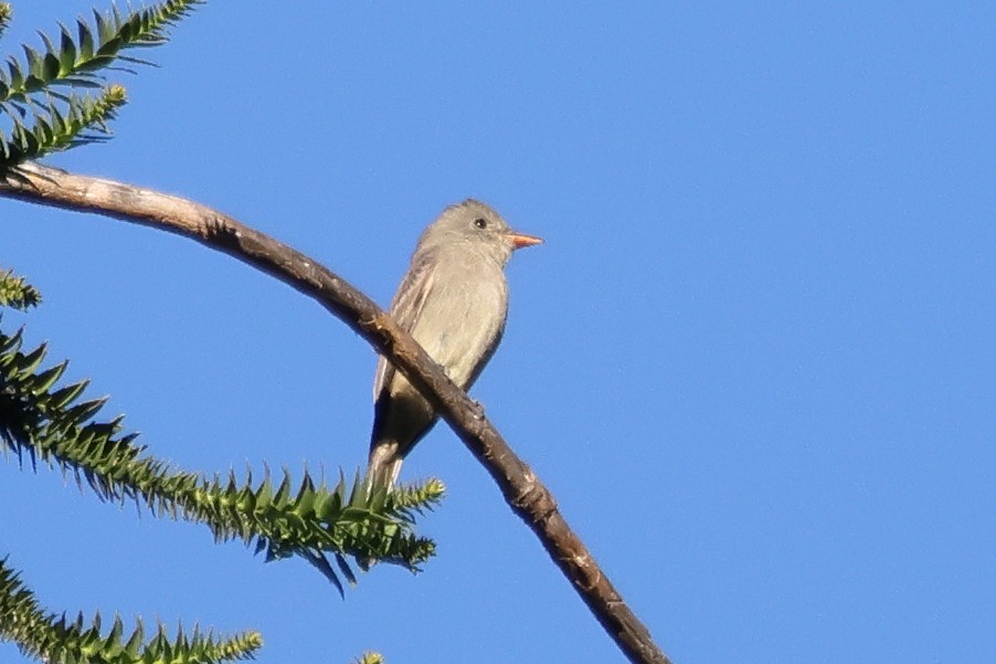 Піві великий - ML646604404