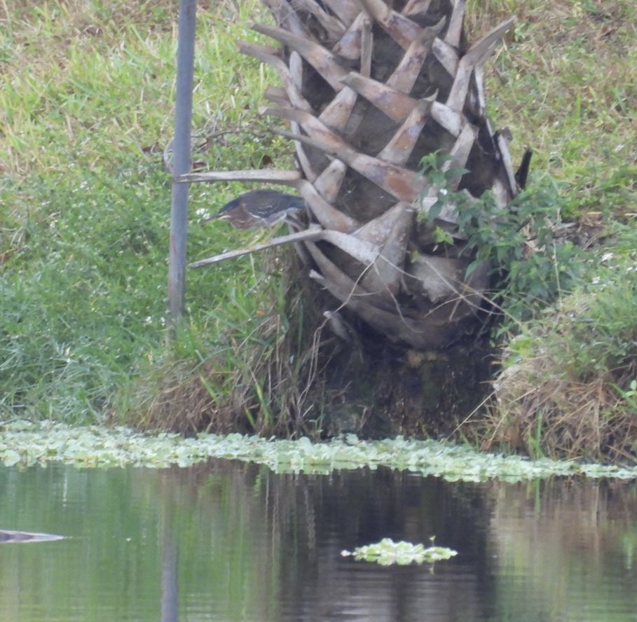 אנפית ירוקה - ML646604405