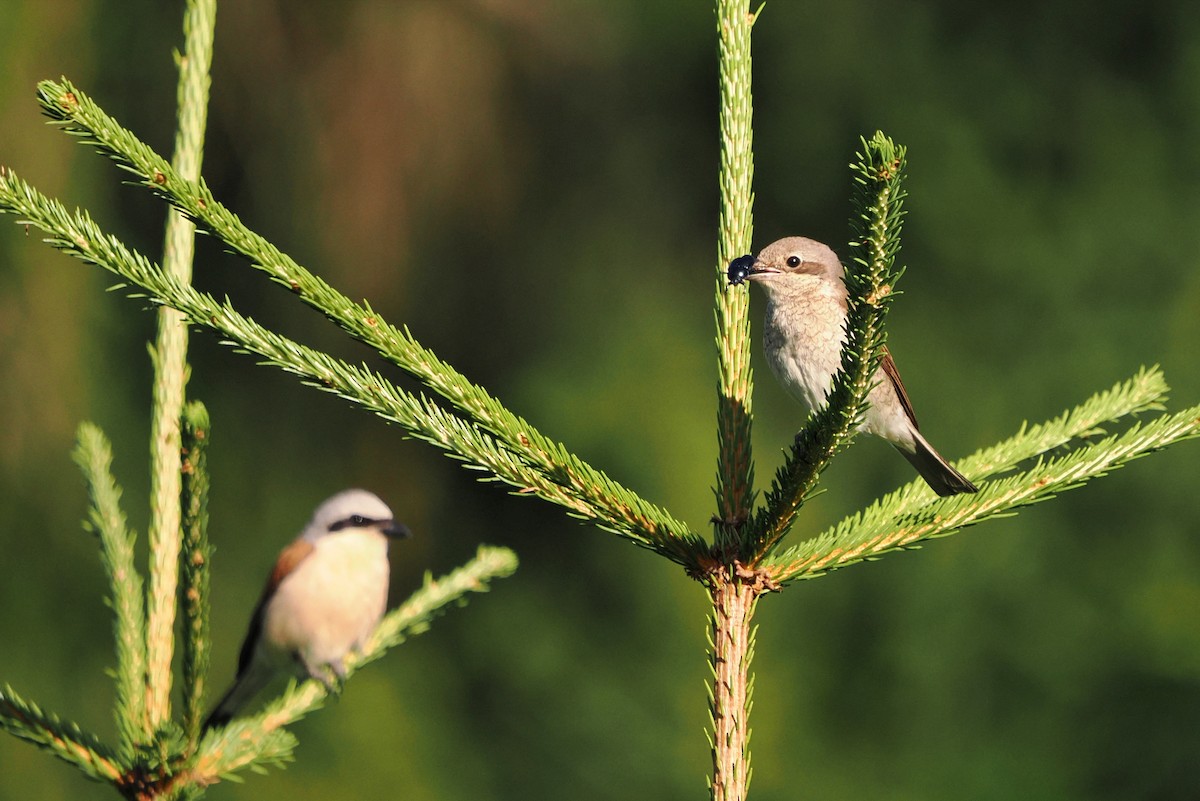 Red-backed Shrike - ML646604411